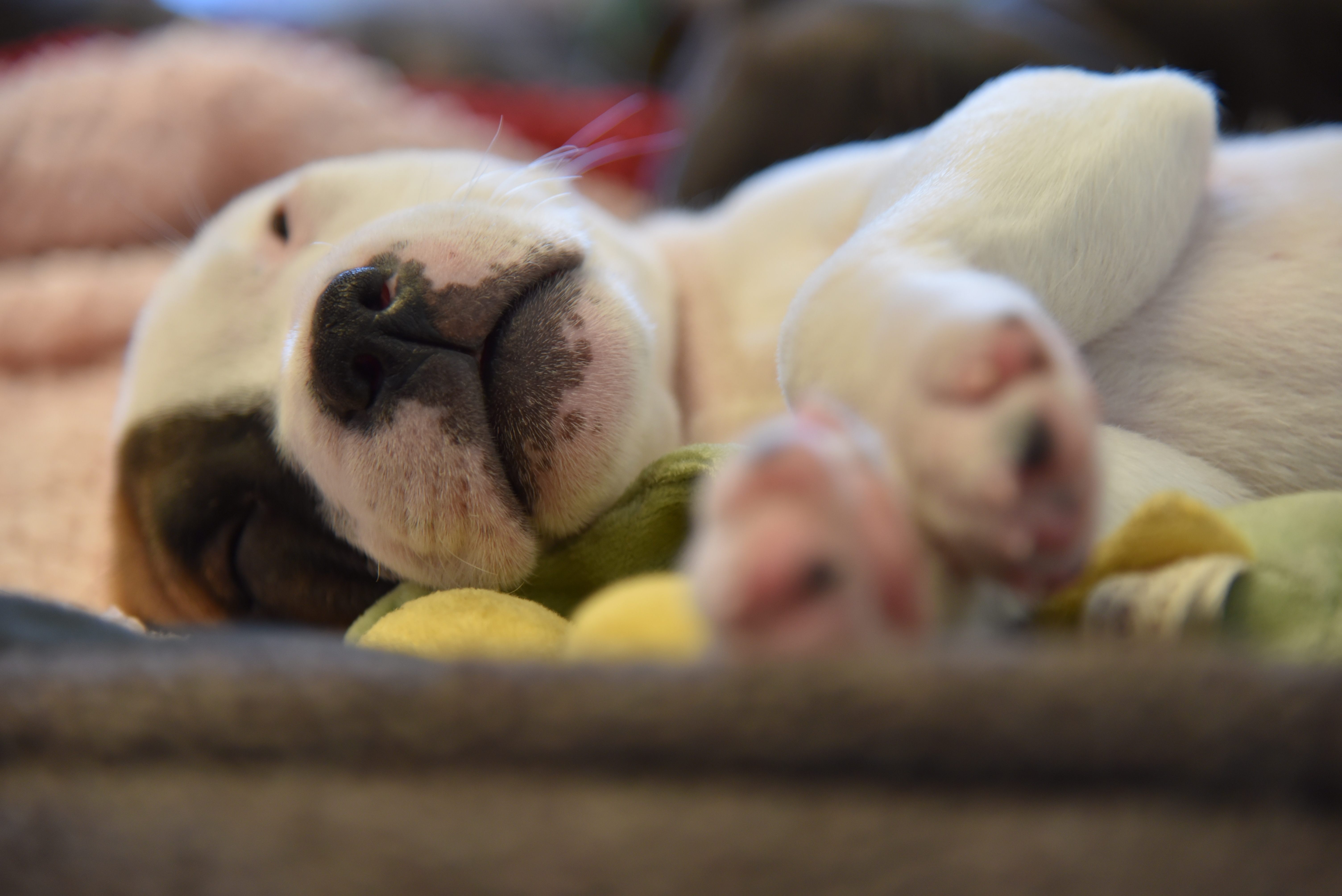 Mouthy puppy best sale